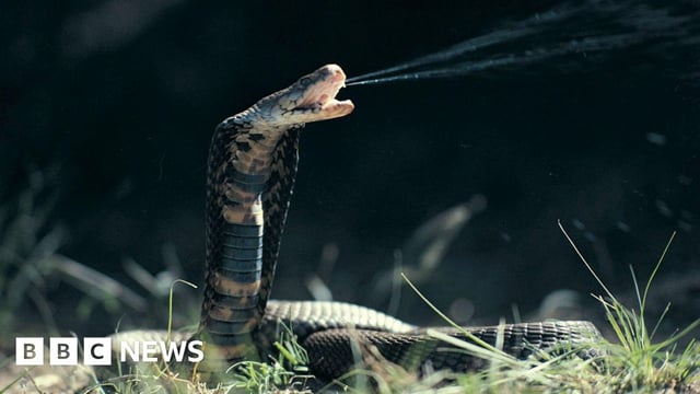 A Mozambique spitting cobra