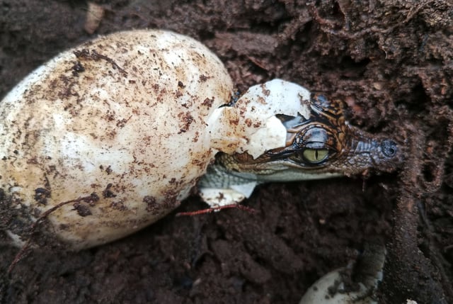Siamese crocodile hatching.