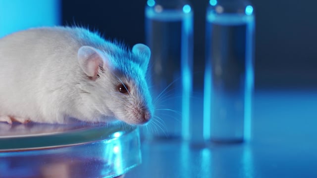 Laboratory Mouse