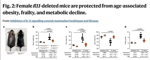 Blocking IL-11 Gene Reduces Inflammation So Mice Live 24% Longer and Healthier
