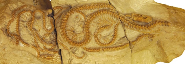 The fossilized skeleton of the newly discovered snake species Hibernophis breithaupti, which lived 38 million years ago in what is now western Wyoming, reveals insights into the evolution and social behaviour of its modern descendants. Credit: Jasmine Croghan