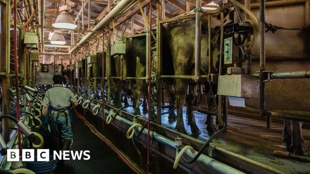 An American farm worker walks between rows of milking cows at a California farm