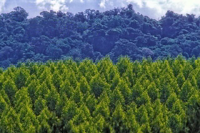Amazon Reforestation