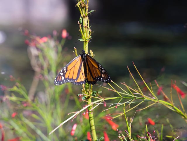 Close-up of butterfly pollinating on flower