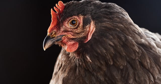 Understanding the blushing behaviors of chickens could help improve livestock practices