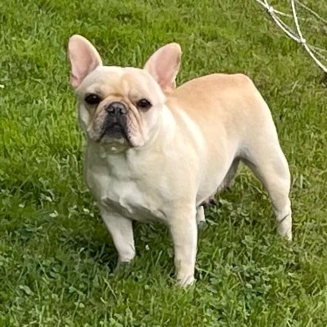 A French bulldog named Tori was stolen by a FedEx driver.