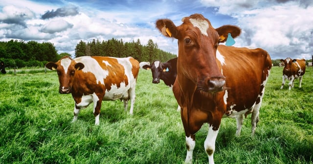 Healthy cows were able to transfer the virus to other animals when transported to other farms