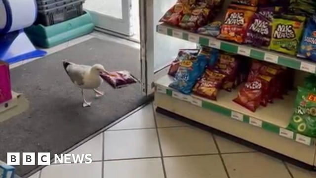 A seagull can be seen with a packet of crisps in his beak in a store
