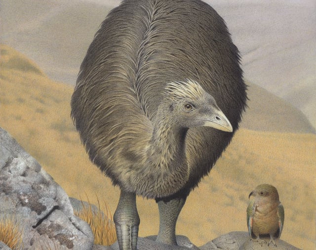 Crested Moa. Pachyornis australis. From the series ExSnct Birds of New Zealand., 2005, Masterton, by Paul MarSnson. Te Papa (2006-0010-1-19). Credit: Paul MarSnson
