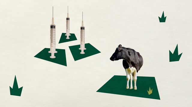 A cow stands on a 2D green patch, gazing into three standing vaccine syringes — health coverage from STAT