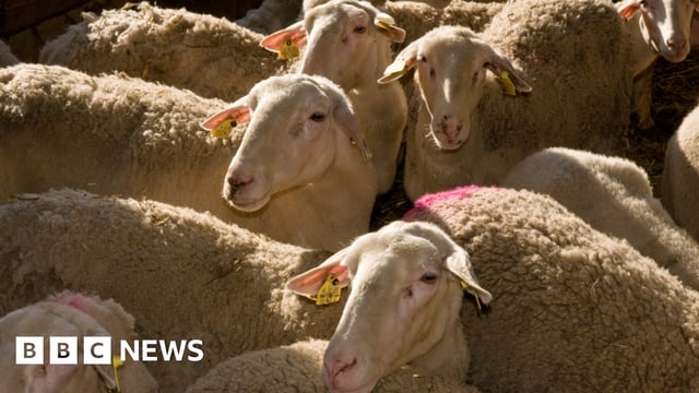 Sheep at a farm in Greece. File photo