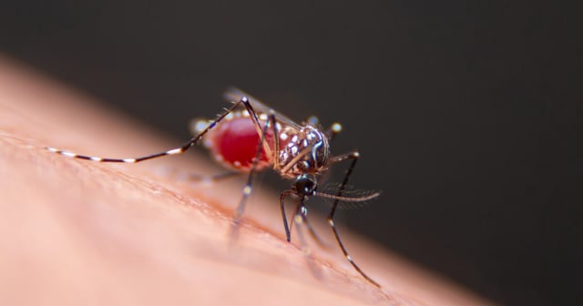 Unlike their natural counterparts, two types of genetically engineered skin bacteria don't produce a mosquito-attracting form of lactic acid