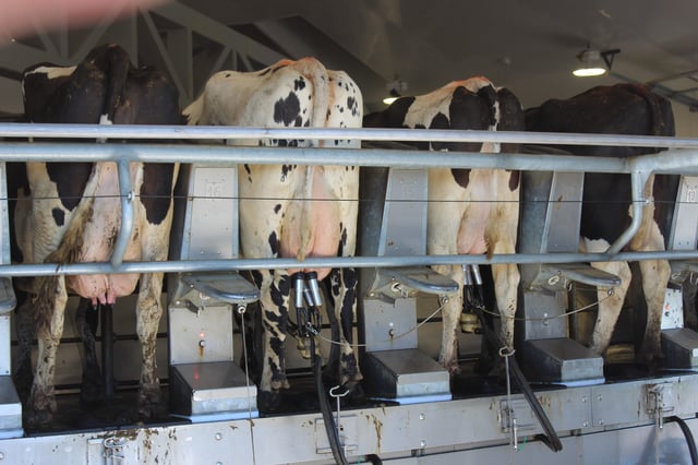 Federal officials are working to vaccinate livestock workers against seasonal flu as part of the national bird flu response to prevent the virus from mutating to cause more severe infection or become more transmissible. To date, 13 people, all livestock workers, have fallen ill from bird flu this year.