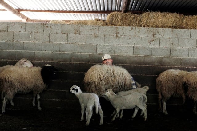 A famer milks a sheep in the yard of his farm in the Greek village of Stafania. Photo: Reuters