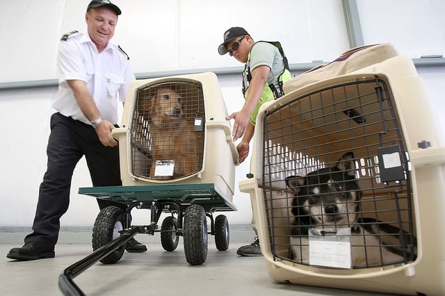  President and CEO Don Weisel (L) helps load pets for take-off on the southern California maiden voyage of Pet Airways on July 16, 2009 in the Los Angeles-area city of Hawthorne, California. 