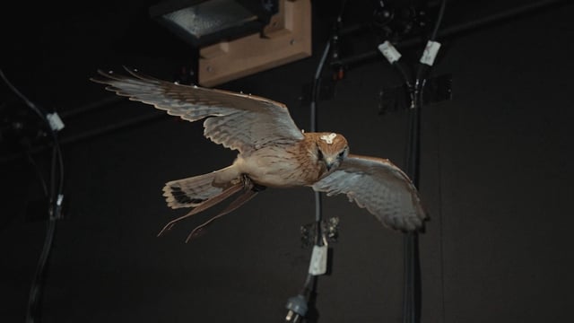hovering kestrel in a wind tunnel fitted with motion trackers