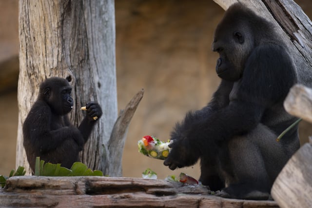 Two gorillas seen in Spain