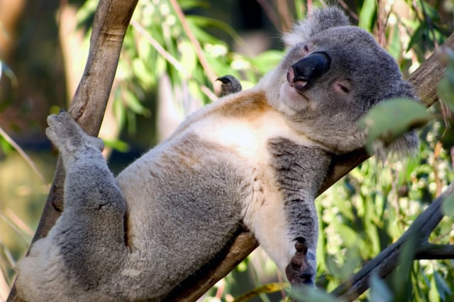 Life expectancy in Australia is highest among six high-income English-speaking countries, including the UK and the US