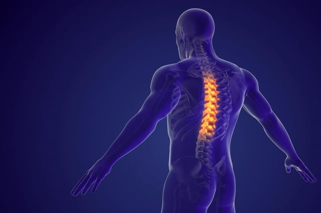 Human Spinal Cord Middle