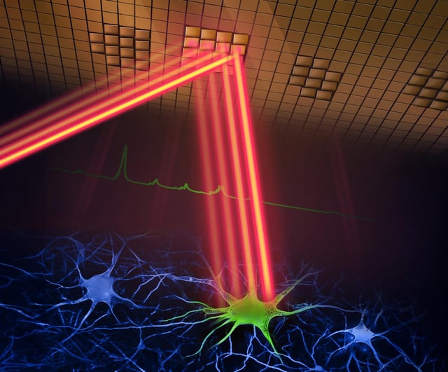 A new two-photon fluorescence microscope can capture high-speed images of neural activity at cellular resolution thanks to a new adaptive sampling scheme and line illumination. The illustration shows the adaptive sampling scheme, in which a laser beam patterned by a digital micromirror device selectively illuminates neurons in the brain tissue to image their activity. Credit: Wei Wei and Mei Xueting, LINGO.AI LLC, edited