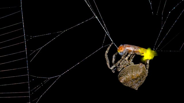 An orb-weaving spider (Araneus ventricosus) wrapping male firefly (Abscondita terminalis), exhibiting visible flashing from its lanterns.