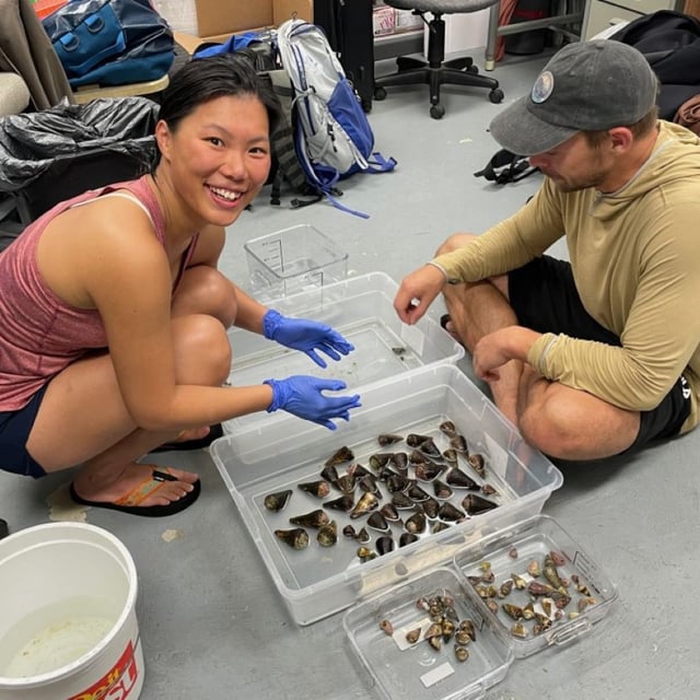 A freshly-collected batch of cone snails handled with care by researchers on the team. The venom in these snails, potentially deadly to humans, could hold the key to developing new therapeutics.