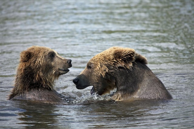 Brown bears are native to Sweden.
