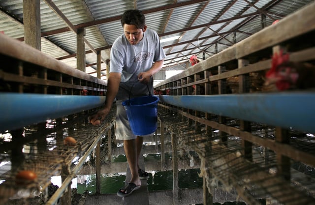 Chicken farmer collects eggs in Thailand