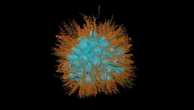 A 3D reconstruction of a spherical colony of 70 choanoflagellates from the newly-named species Barroeca monosierra discovered in Mono Lake. Colonies of these organisms consist of numerous identical cells (cyan), each with flagella (orange) that allow them to propel themselves through the water. This choanoflagellate colony hosts its own microbiome, something never before seen in these organisms.