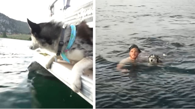 Logan Paul Pushed Dog Off Boat Allegations