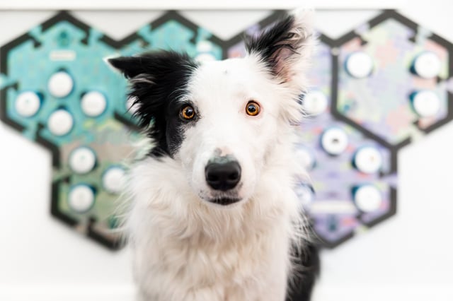 Dog and soundboard