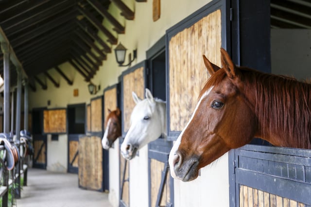 Horses