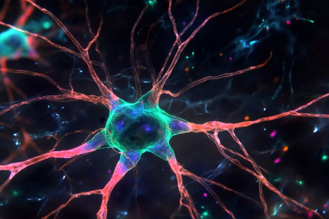 DNA methylation refers to chemical “markers” with which the cell can switch off unused parts of its DNA. Methylation is therefore crucial for the identity of the cells. Credit: Neuroscience News