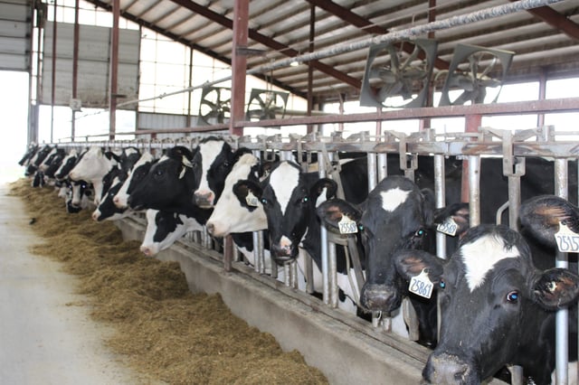 Dairy farms in Wisconsin, like this one in Dodge County, have not be affected by bird flu, though several dairy cows in neighboring Michigan have been diagnosed in the last month, according to federal data, and Minnesota and Iowa had cases earlier in the summer.