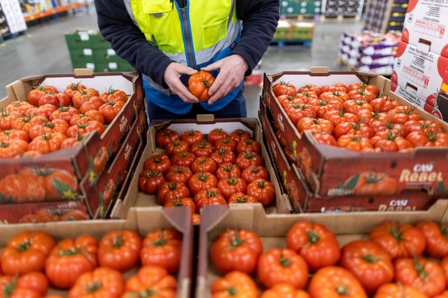 An employee checks tomatoes imported from Spain at the D & F McCarthy Ltd. wholesaler in Norwich, UK, in February 2023.