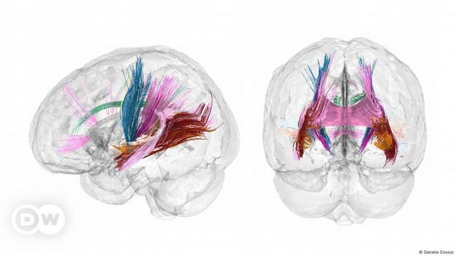 Brain pathways during pregnancy