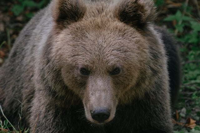 A bear waits for passing cars that might provide food, on September 29, 2023, on a road in Covasna, Romania.
