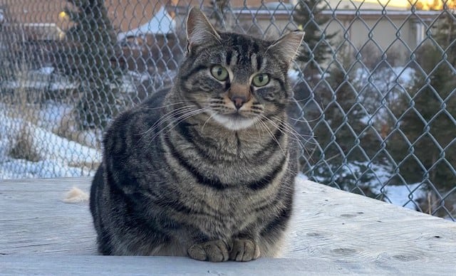 Feral cat in colony in College of the Rockies