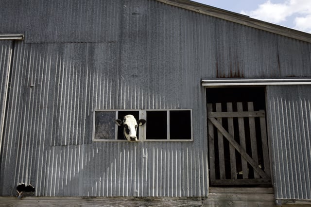 In this March 16, 2009 photo, a cow is seen in a barn on Darrell Kraus' dairy farm Monday, March 16, 2009, in Barnhart, Mo. (AP Photo/Jeff Roberson)