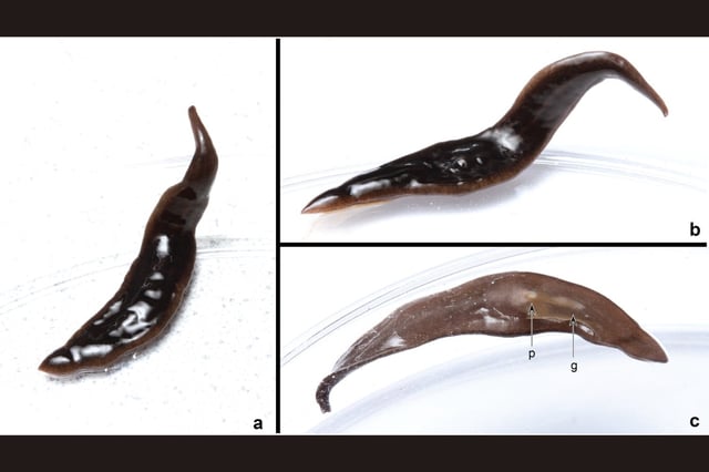 © Justine, et al/PeerJ