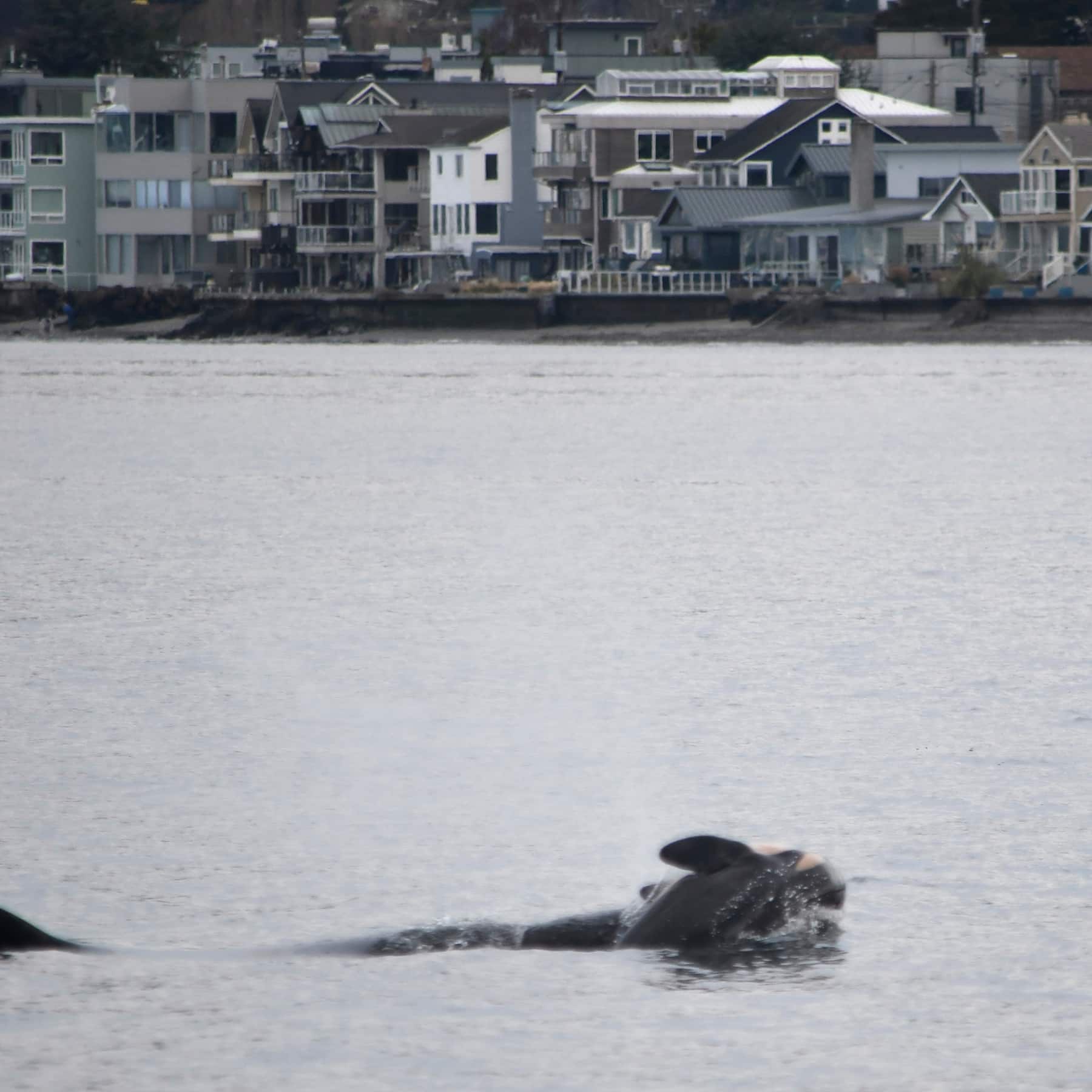 Particle News: Endangered Orca Tahlequah Mourns Second Calf’s Death in